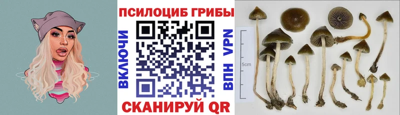 mega ссылки  Георгиевск  Псилоцибиновые грибы мухоморы  купить закладку 