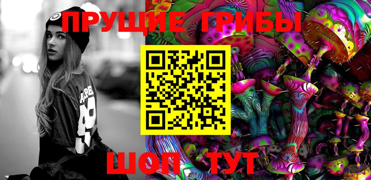 Галлюциногенные грибы Psilocybe Георгиевск